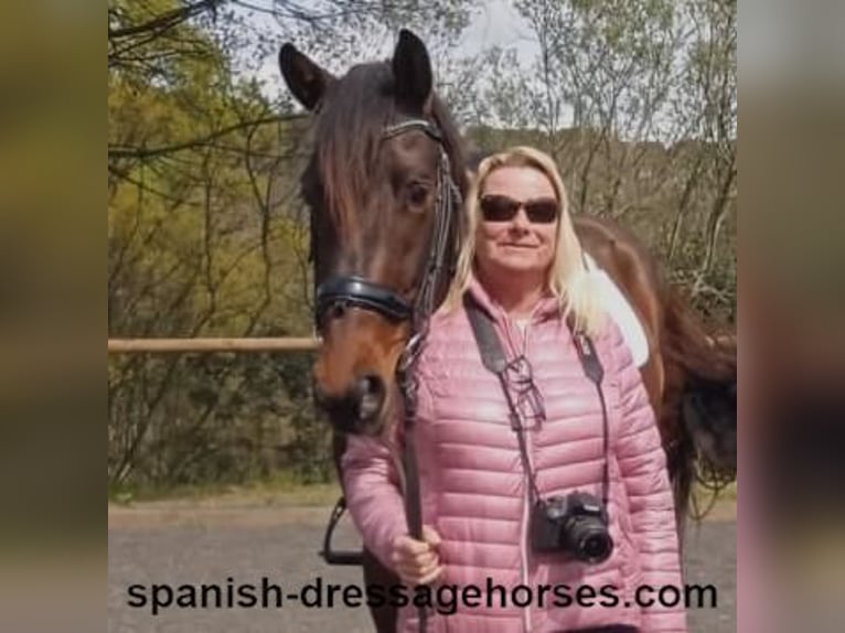 PRE Mix Hengst 4 Jahre 162 cm Dunkelbrauner in Barcelona