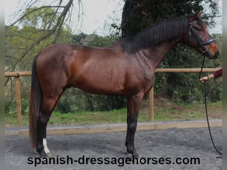 PRE Mix Hengst 4 Jahre 162 cm Dunkelbrauner in Barcelona