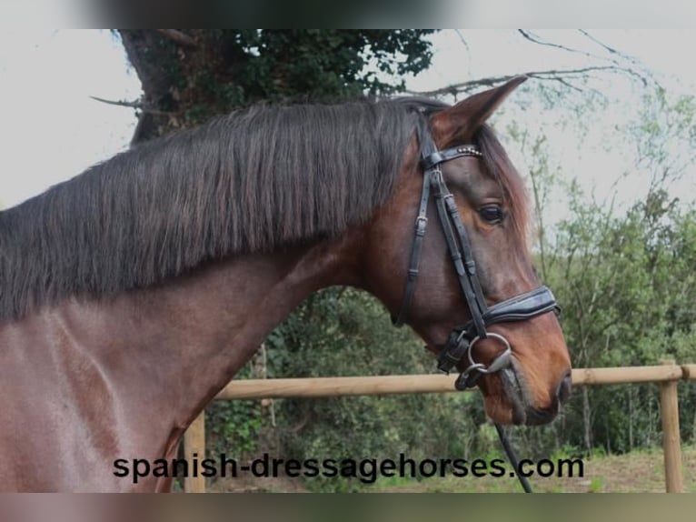 PRE Mix Hengst 4 Jahre 162 cm Dunkelbrauner in Barcelona