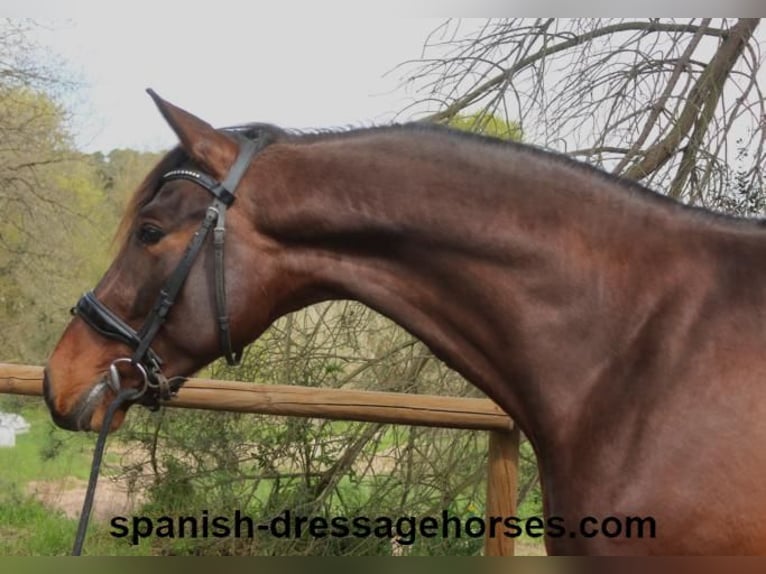 PRE Mix Hengst 4 Jahre 162 cm Dunkelbrauner in Barcelona