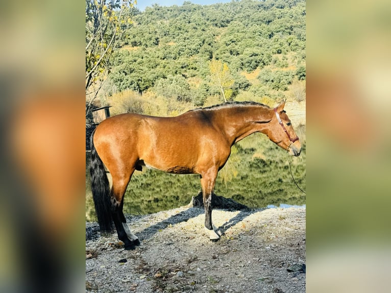 PRE Hengst 4 Jahre 162 cm Hellbrauner in Zamarramala