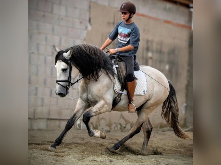 PRE Mix Hengst 4 Jahre 162 cm Kann Schimmel werden in Valencia