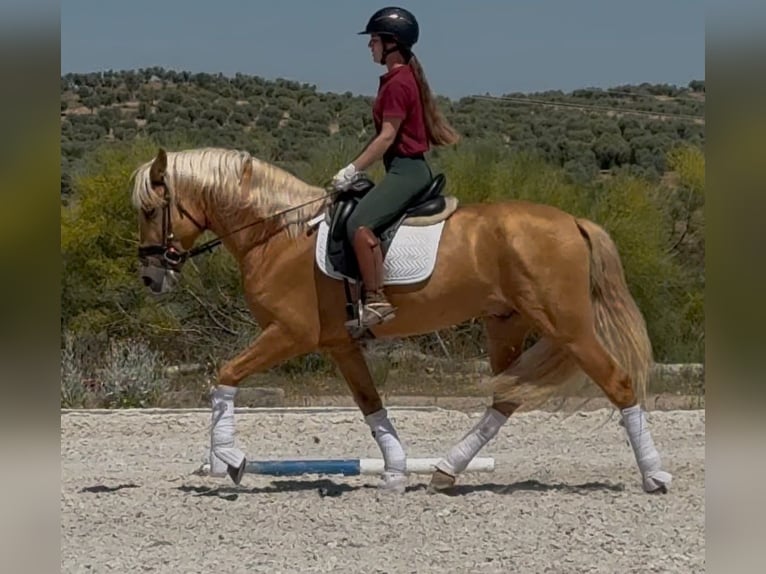 PRE Hengst 4 Jahre 162 cm Palomino in Toledo