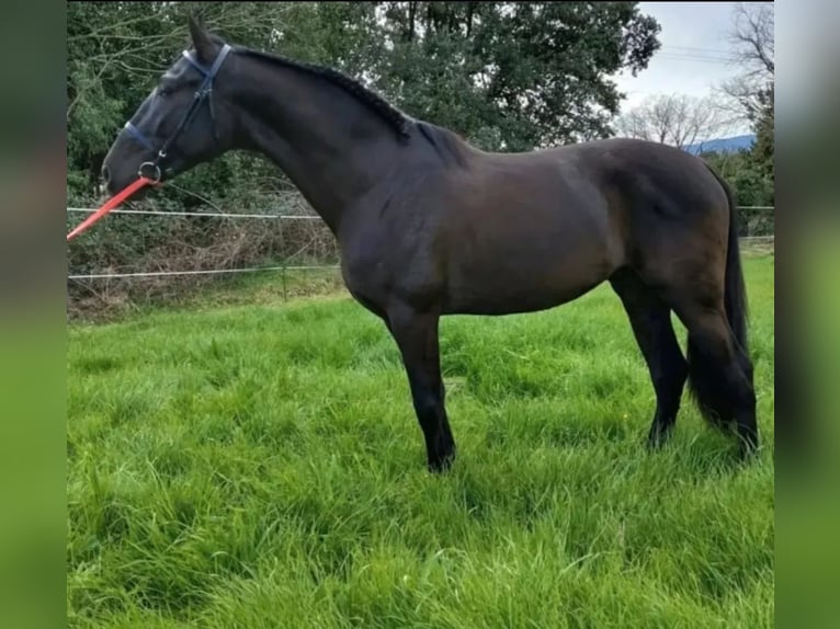 PRE Mix Hengst 4 Jahre 162 cm Rappe in Pedrinya (Ajuntament Crespia) PRE Mix Hengst 4 Jahre 162 cm Rappe in Pedrinya (Ajuntament Crespia)