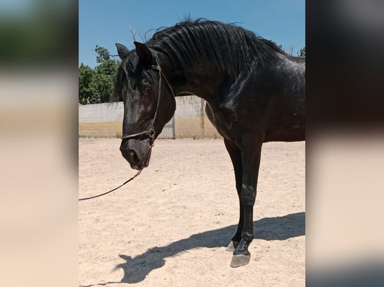 PRE Hengst 4 Jahre 162 cm Rappe in Navarra