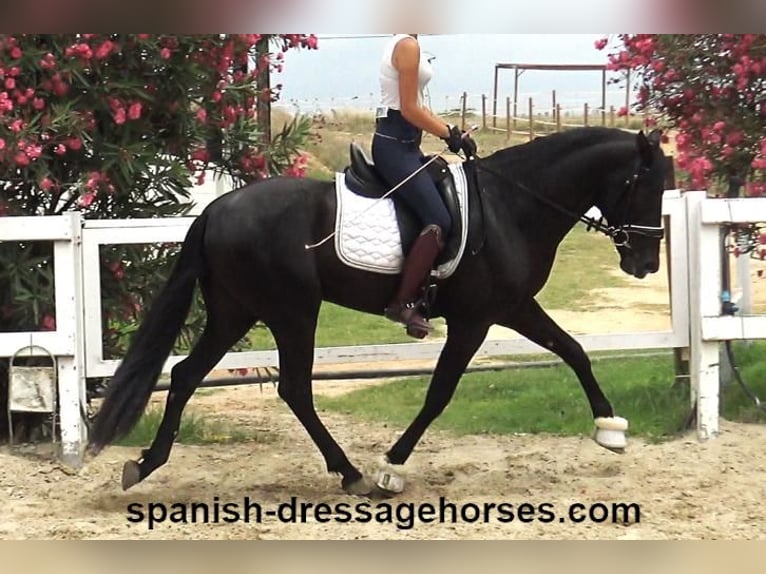 PRE Mix Hengst 4 Jahre 162 cm Rappe in Barcelona