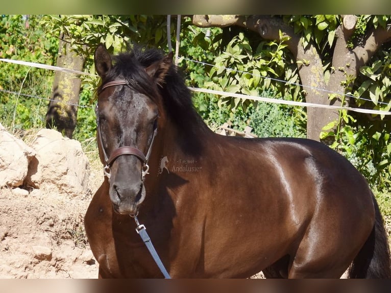 PRE Mix Hengst 4 Jahre 162 cm Rappe in Provinz Malaga