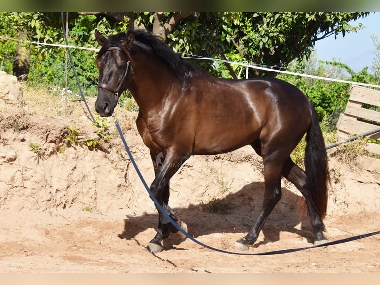 PRE Mix Hengst 4 Jahre 162 cm Rappe in Provinz Malaga