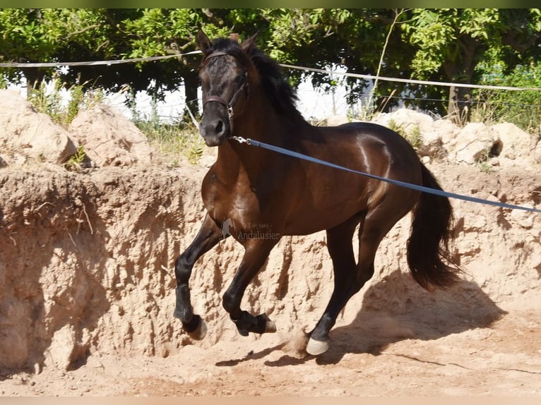 PRE Mix Hengst 4 Jahre 162 cm Rappe in Provinz Malaga