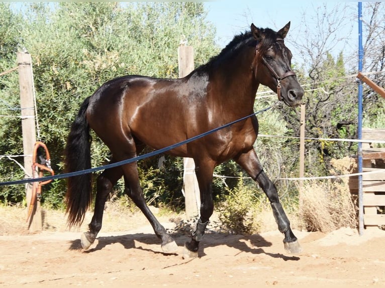 PRE Mix Hengst 4 Jahre 162 cm Rappe in Provinz Malaga