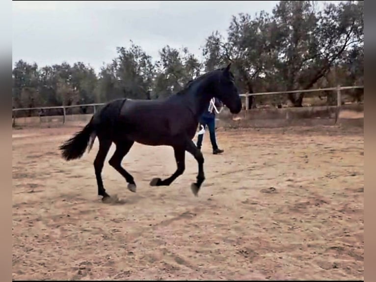 PRE Hengst 4 Jahre 162 cm Rappe in Vejer de la Frontera