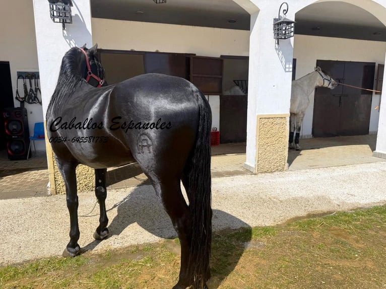PRE Mix Hengst 4 Jahre 162 cm Rappe in Vejer de la Frontera
