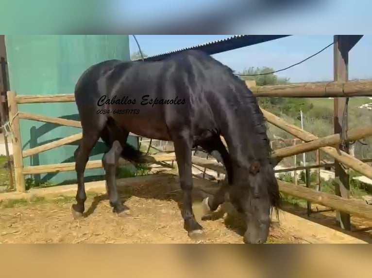 PRE Mix Hengst 4 Jahre 162 cm Rappe in Vejer de la Frontera