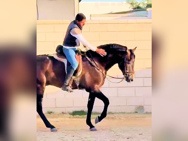 PRE Hengst 4 Jahre 162 cm Schimmel in Sanlucar