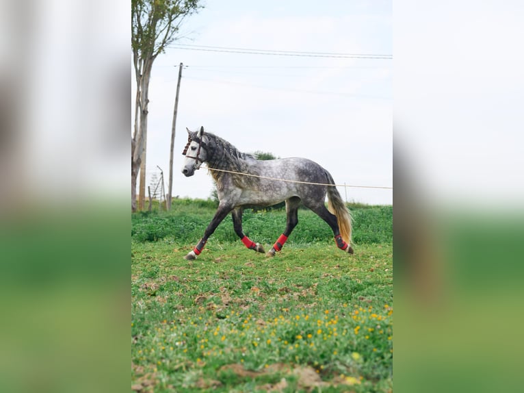 PRE Mix Hengst 4 Jahre 162 cm Schimmel in Vejer de la Frontera