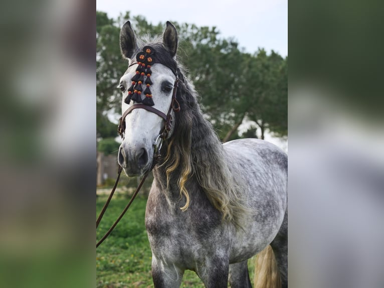 PRE Mix Hengst 4 Jahre 162 cm Schimmel in Vejer de la Frontera