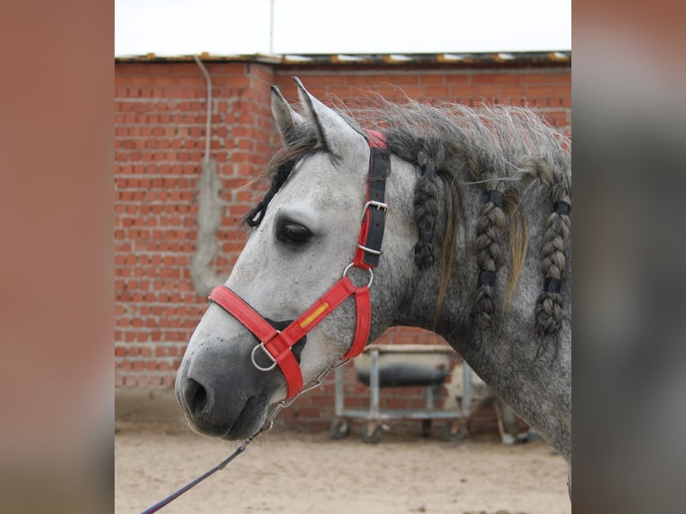 PRE Mix Hengst 4 Jahre 162 cm Schimmel in Vejer de la Frontera