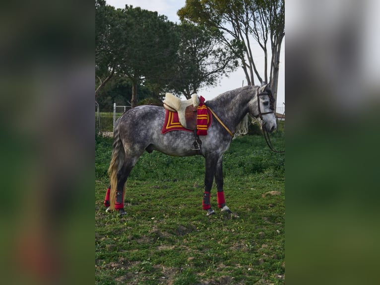 PRE Mix Hengst 4 Jahre 162 cm Schimmel in Vejer de la Frontera