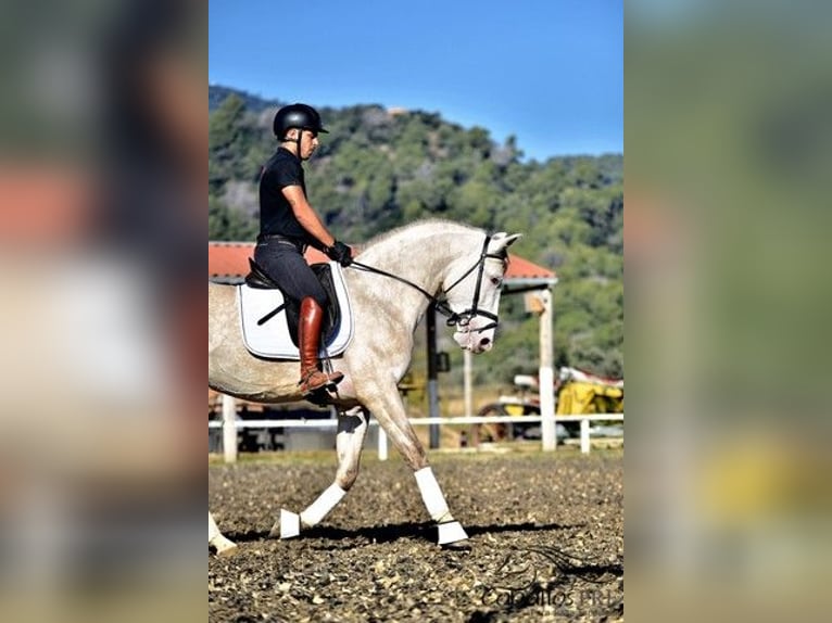 PRE Mix Hengst 4 Jahre 162 cm Schimmel in Barcelona