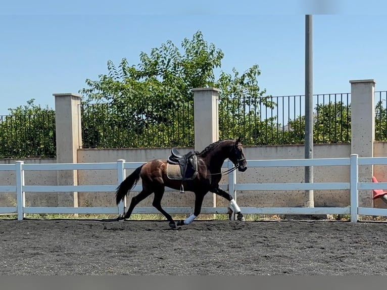 PRE Mix Hengst 4 Jahre 163 cm Brauner in Canals
