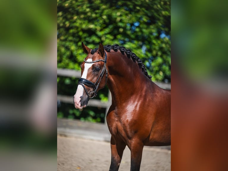 PRE Mix Hengst 4 Jahre 163 cm Brauner in Poeldijk