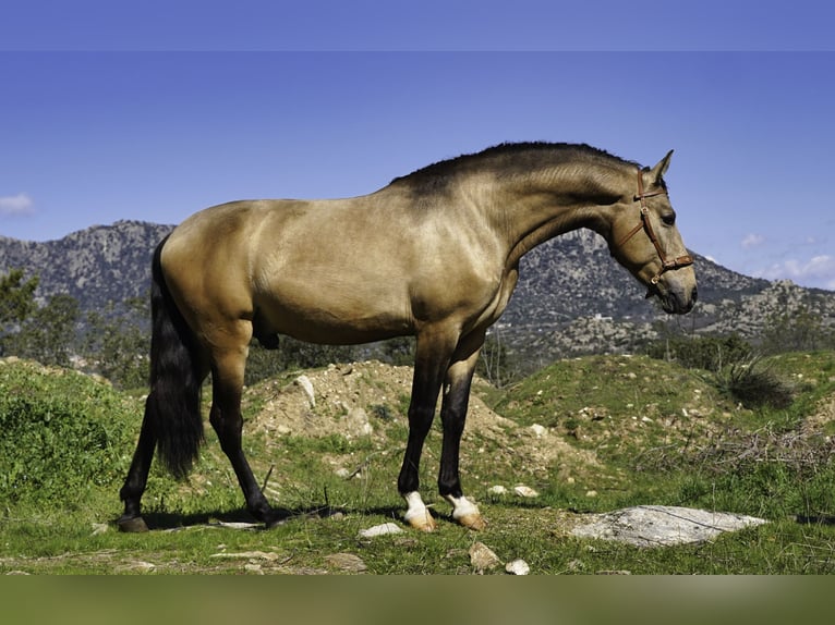 PRE Mix Hengst 4 Jahre 163 cm Buckskin in La Cabrera