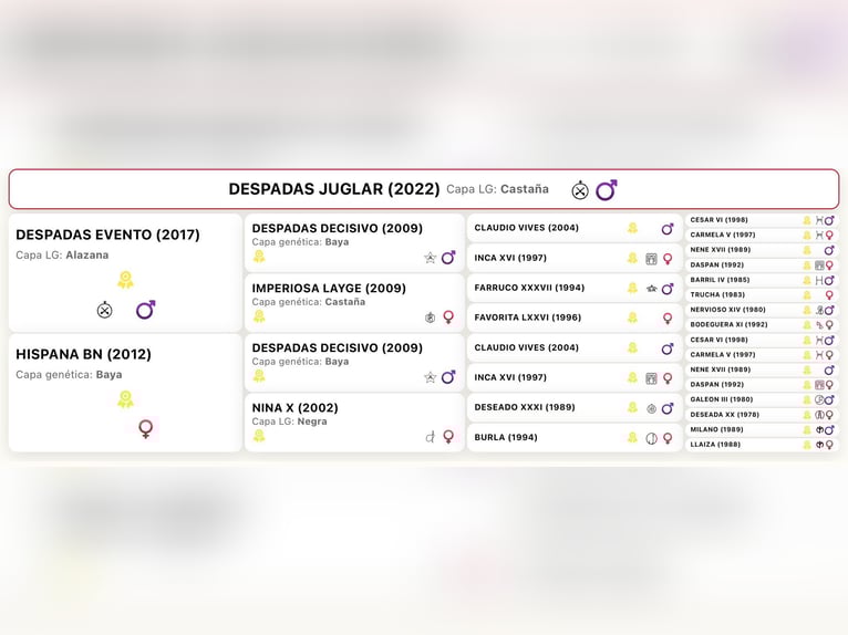 PRE Mix Hengst 4 Jahre 163 cm Buckskin in La Cabrera