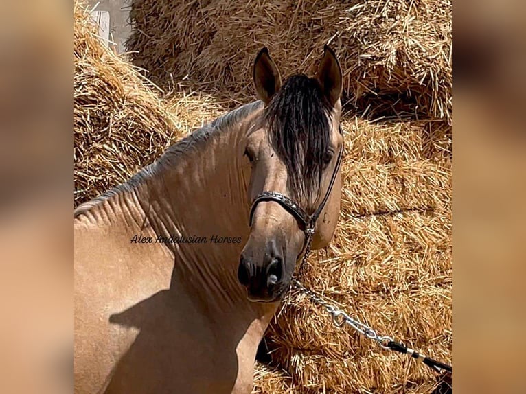 PRE Mix Hengst 4 Jahre 163 cm Buckskin in Sevilla