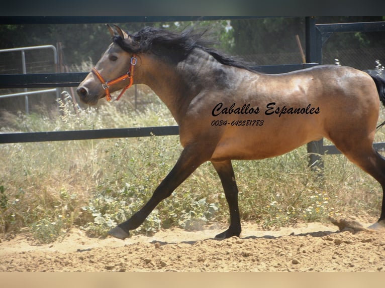 PRE Mix Hengst 4 Jahre 163 cm Buckskin in Vejer de la Frontera