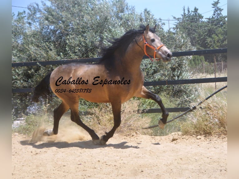 PRE Mix Hengst 4 Jahre 163 cm Buckskin in Vejer de la Frontera