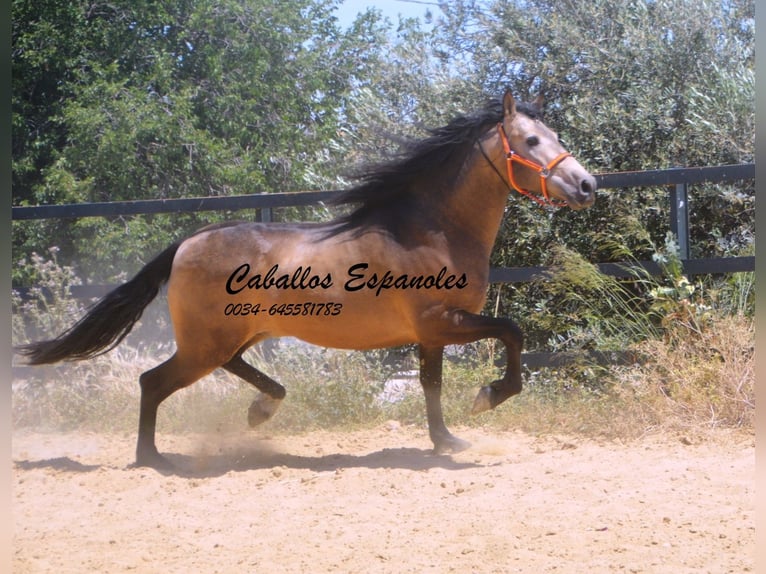 PRE Mix Hengst 4 Jahre 163 cm Buckskin in Vejer de la Frontera