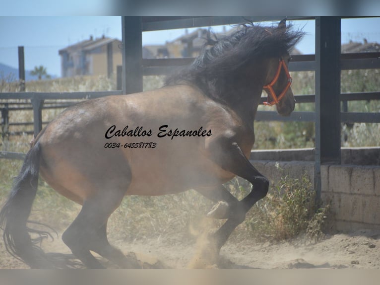 PRE Mix Hengst 4 Jahre 163 cm Buckskin in Vejer de la Frontera