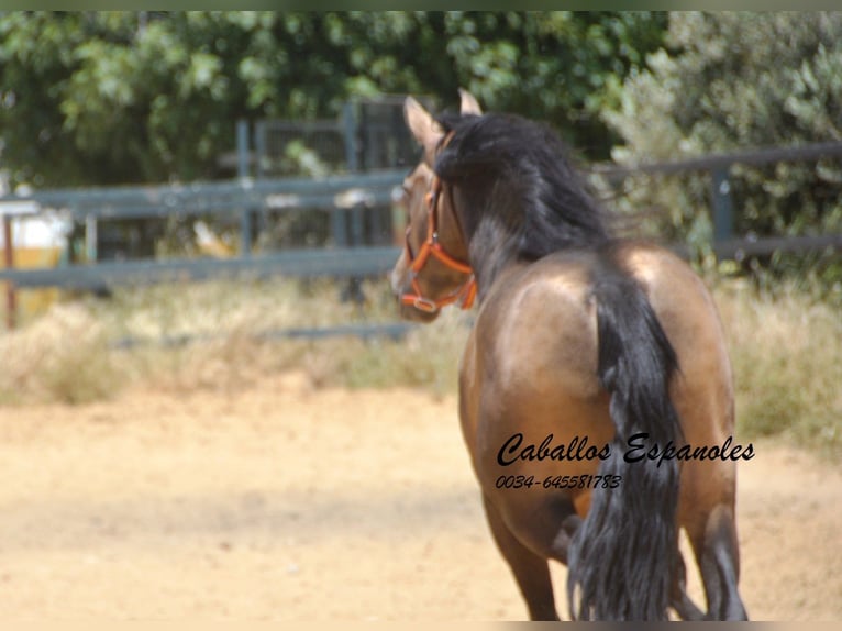PRE Mix Hengst 4 Jahre 163 cm Buckskin in Vejer de la Frontera