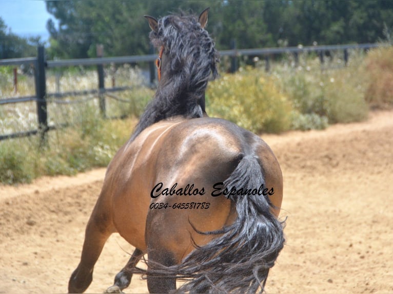 PRE Mix Hengst 4 Jahre 163 cm Buckskin in Vejer de la Frontera