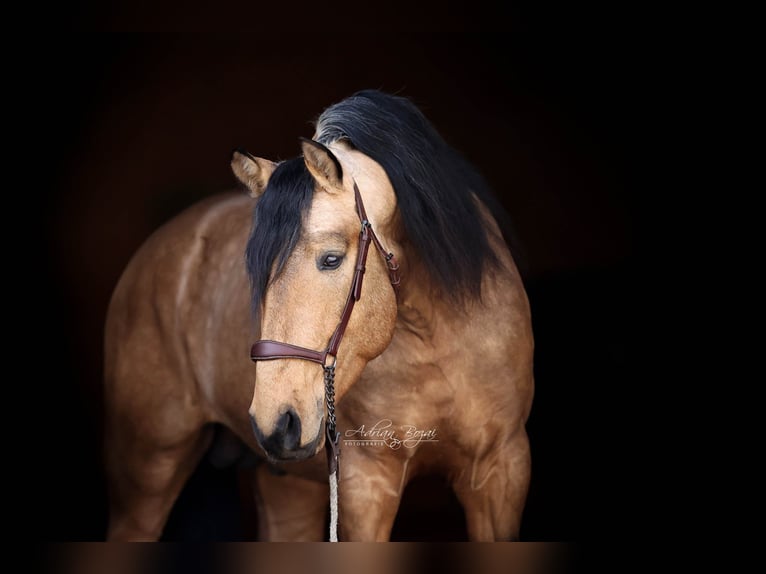 PRE Mix Hengst 4 Jahre 163 cm Falbe in Niederstaufen