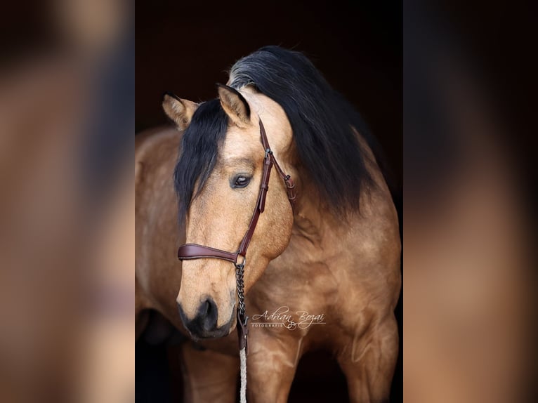 PRE Mix Hengst 4 Jahre 163 cm Falbe in Niederstaufen