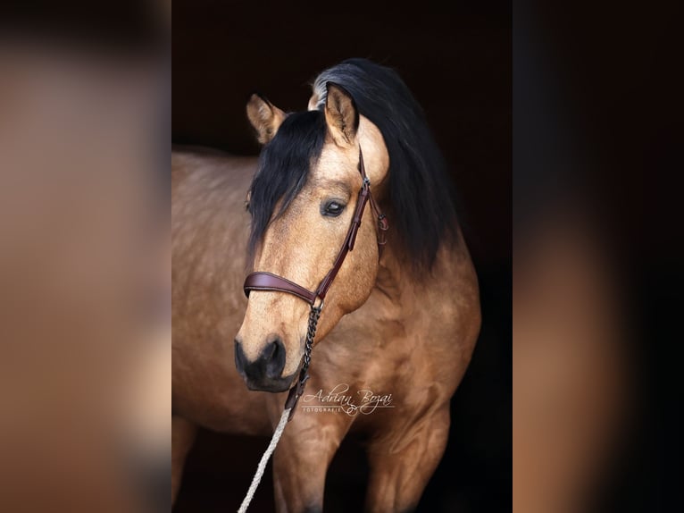 PRE Mix Hengst 4 Jahre 163 cm Falbe in Niederstaufen