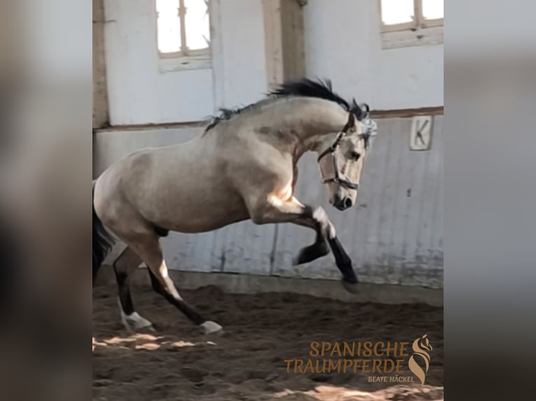 PRE Mix Hengst 4 Jahre 163 cm Falbe in Traventhal