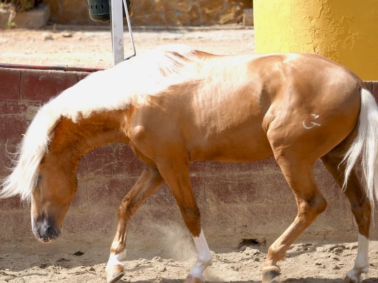 PRE Mix Hengst 4 Jahre 163 cm Palomino in Navas Del Madroño