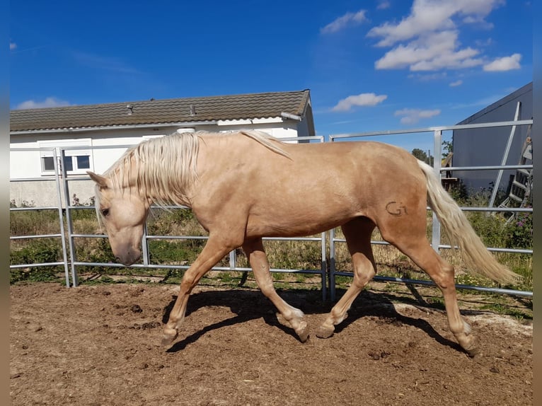 PRE Mix Hengst 4 Jahre 163 cm Palomino in Navarra