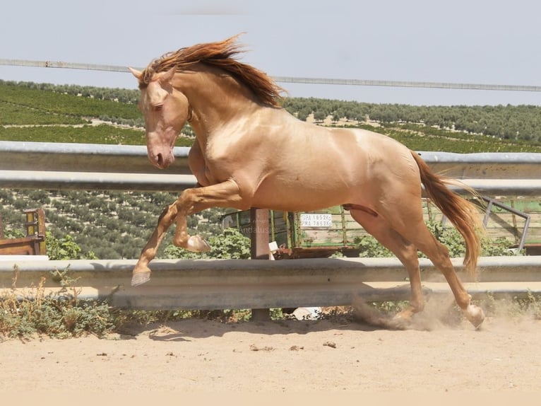 PRE Hengst 4 Jahre 163 cm Pearl in Provinz Cordoba