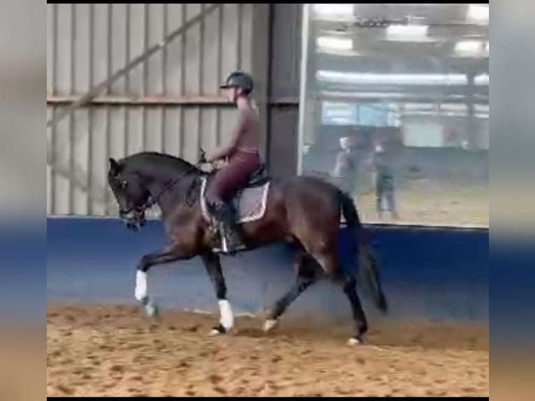 PRE Mix Hengst 4 Jahre 163 cm Rappe in Sm