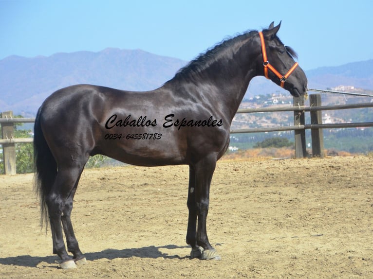 PRE Hengst 4 Jahre 163 cm Rappe in Vejer de la Frontera