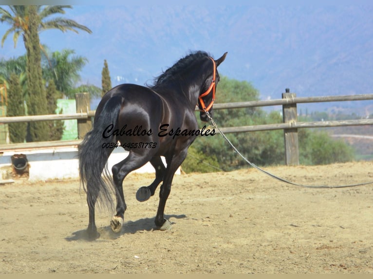 PRE Hengst 4 Jahre 163 cm Rappe in Vejer de la Frontera