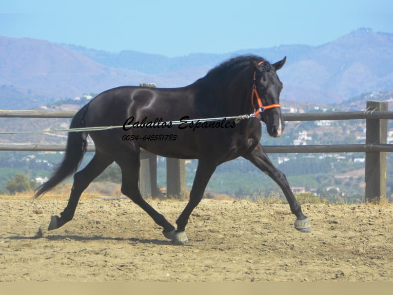 PRE Hengst 4 Jahre 163 cm Rappe in Vejer de la Frontera