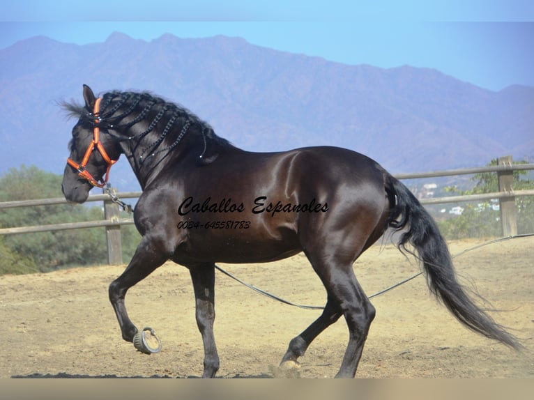 PRE Hengst 4 Jahre 163 cm Rappe in Vejer de la Frontera