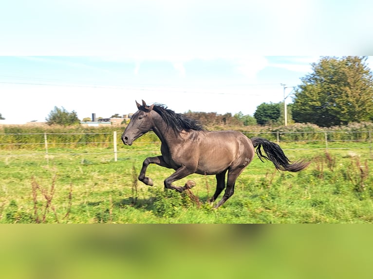 PRE Hengst 4 Jahre 163 cm Rappe in Enkhuizen