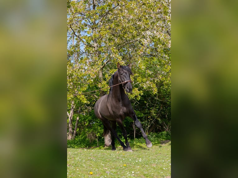 PRE Hengst 4 Jahre 163 cm Rappe in Enkhuizen