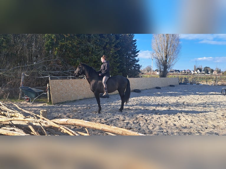 PRE Hengst 4 Jahre 163 cm Rappe in Enkhuizen