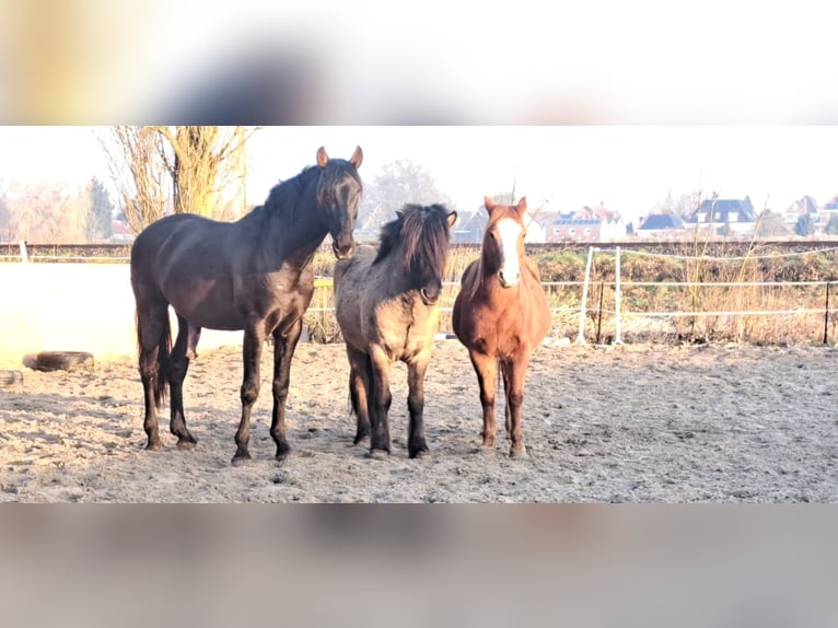 PRE Hengst 4 Jahre 163 cm Rappe in Enkhuizen